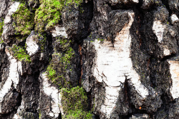 corteza musgosa y gruñón en el viejo tronco de abedul - birch tree tree downy birch white fotografías e imágenes de stock