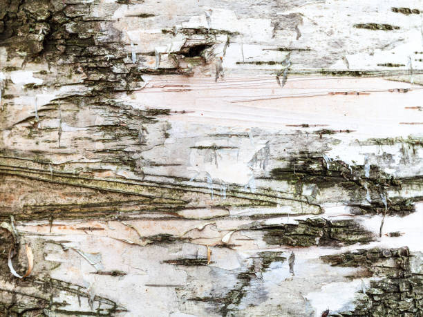 écorce blanche naturelle sur le tronc de l'arbre de bouleau près vers le haut - birch tree tree downy birch white photos et images de collection