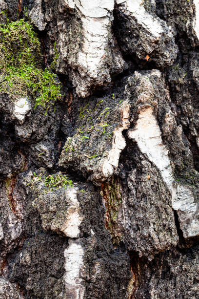 moosige und gerillte rinde auf altem stamm von birken - birch tree tree downy birch white stock-fotos und bilder