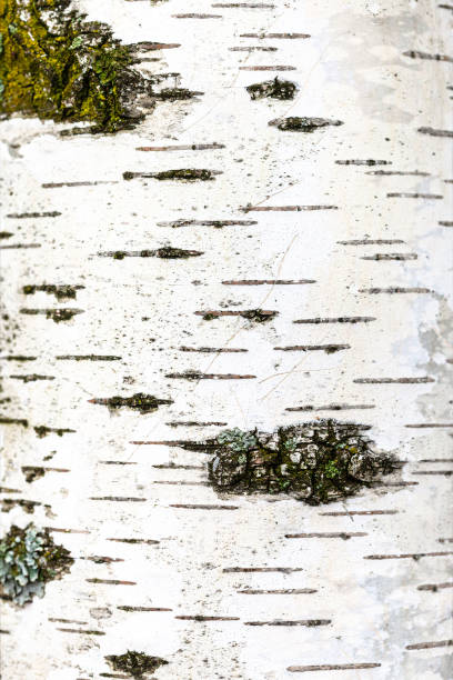 parte del tronco blanco de árbol de abedul de cerca - birch tree tree downy birch white fotografías e imágenes de stock