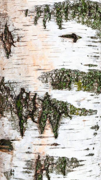 partie du tronc de l'arbre de bouleau près vers le haut - birch tree tree downy birch white photos et images de collection