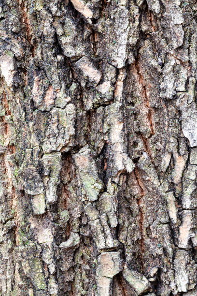 istock cracked bark on old trunk of box elder tree 1181466031