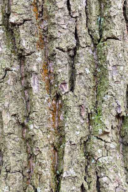 istock grooved and mossy bark on old trunk of oak tree 1181466100