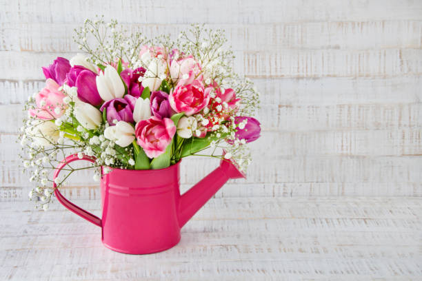 Tulips in a can against wooden background stock photo