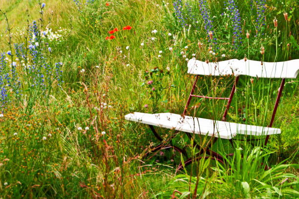 Spring meadow with coloured flowers and bench