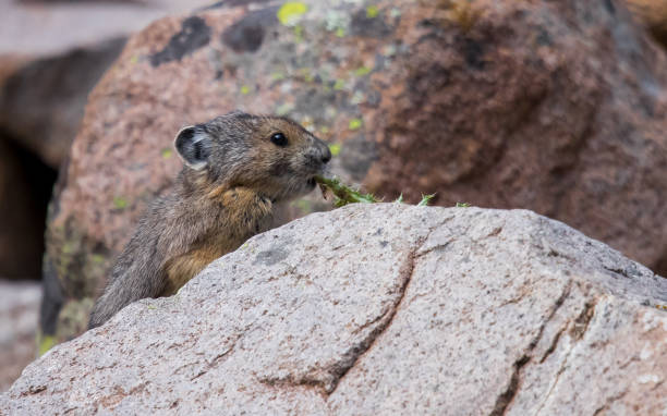 istock American Pika in Rocky Mountains 1181467670