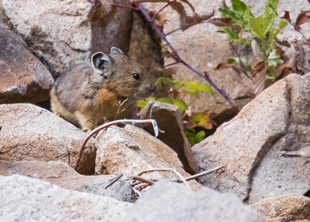 istock American Pika in Rocky Mountains 1181467810