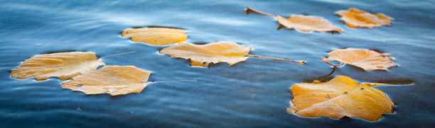 istock Yellow fallen leaves floating in water 1181468014