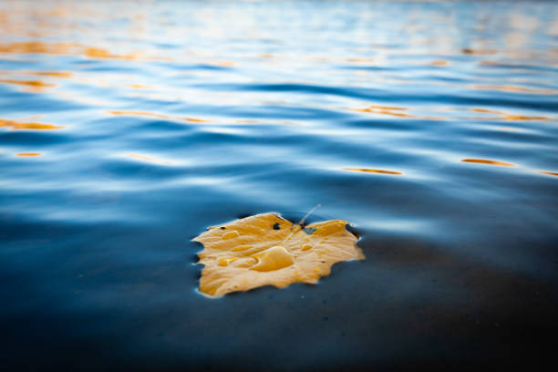istock Yellow fallen leaves floating in water 1181468576
