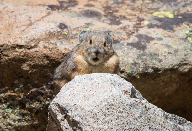 istock American Pika in Rocky Mountains 1181469057