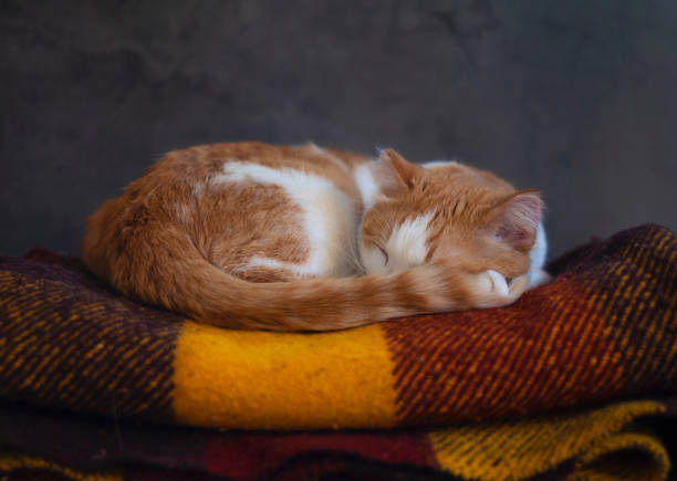 Orange and white cute cat sleeping on knitted woolen colorful blanket.