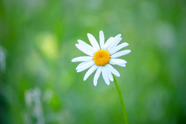 istock beautiful daisy over green background in nature 1181470209