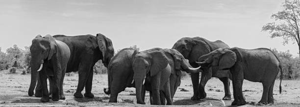 istock small elephant group at a waterhole in Chobe National Park Botswana 1181470795