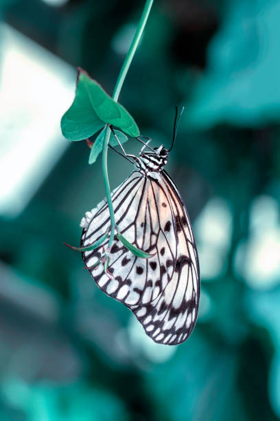 istock Beautiful butterfly sitting on flower 1181470845
