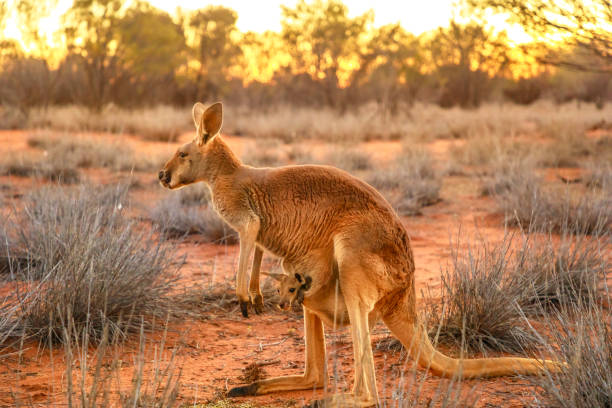 känguru mit einem joey - kangaroo outback australia sunset stock-fotos und bilder