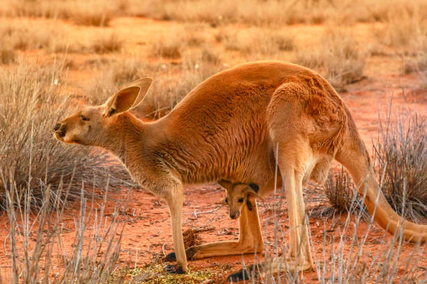 istock kangaroo with a joey Australia 1181470883