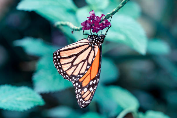 istock Beautiful butterfly sitting on flower 1181471637