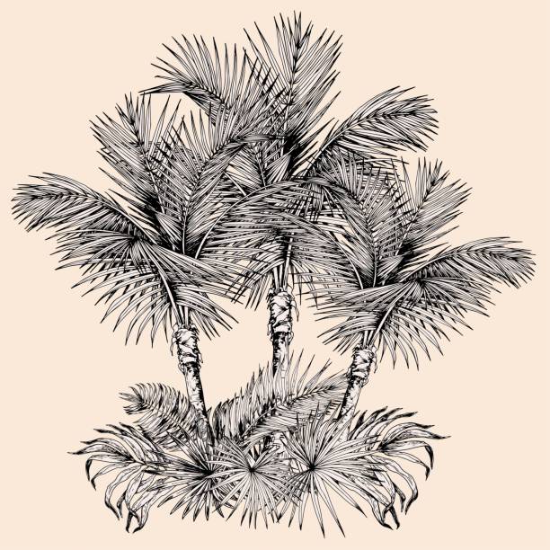 ilustraciones, imágenes clip art, dibujos animados e iconos de stock de boceto de palmeras - ornamental garden plant tropical climate desert