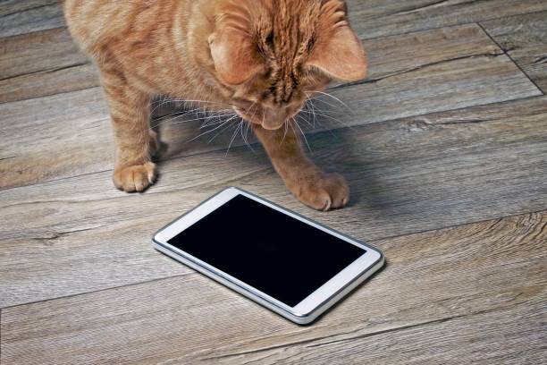 istock Funny ginger cat looking curious on a tablet computer on a wooden floor. 1181473073