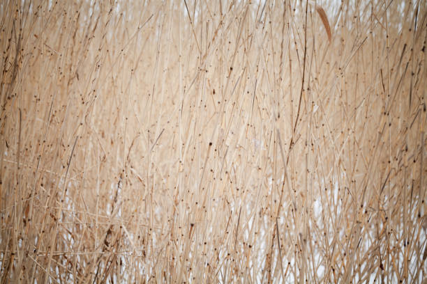 Dry coastal reed at winter day, natural background photo pattern