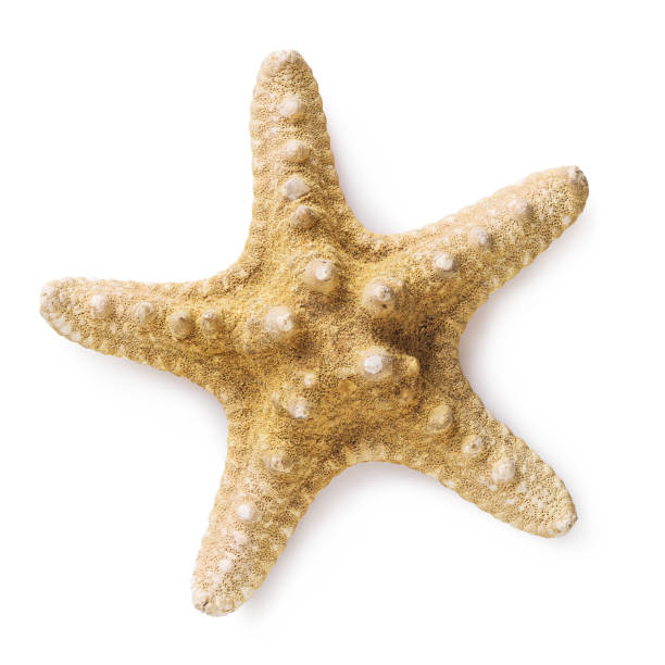 istock Large starfish isolated on white background, top view. Stacked photo 1181474906