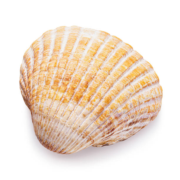 istock Small seashell isolated on white background, top view. Photo taken by stacking method 1181474909