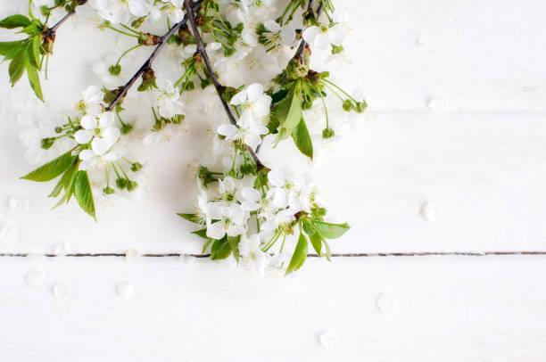 istock Spring cherry blossom on white rustic wooden table. Springtime flowers on vintage shabby chic background with place for text. Mothers Day concept. 1181477344