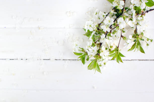 istock Spring cherry blossom on white rustic wooden table. Springtime flowers on vintage shabby chic background with place for text. Mothers Day concept. 1181477345