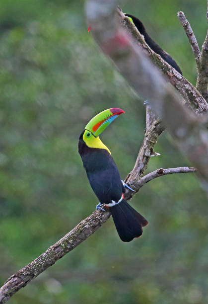 istock Keel-billed Toucan 1181478800