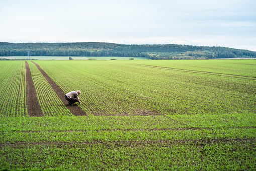 mujer agricultor a la que se desprende de la siembra del trigo de invierno photo