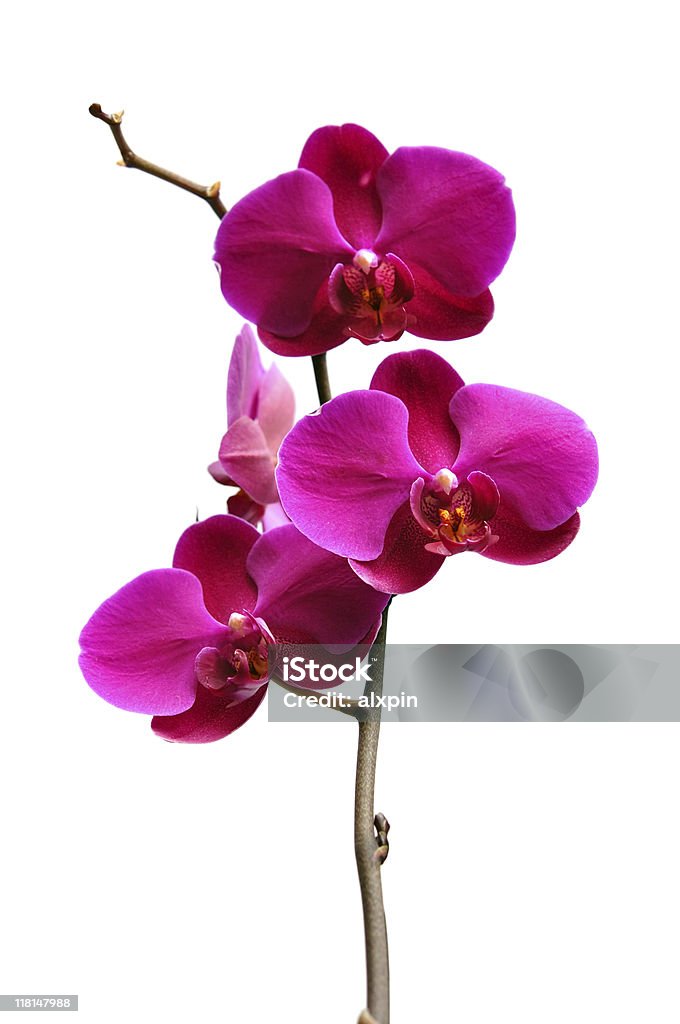 Lila Orchidee auf Weiß - Lizenzfrei Ast - Pflanzenbestandteil Stock-Foto