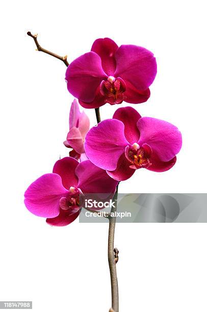 Purple Orchid En Blanco Foto de stock y más banco de imágenes de Belleza de la naturaleza - Belleza de la naturaleza, Brote, Cabeza de flor