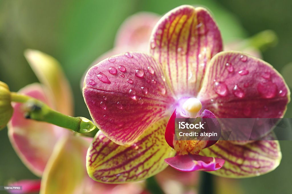 Molhado vermelho Orquídea - Royalty-free Molhado Foto de stock