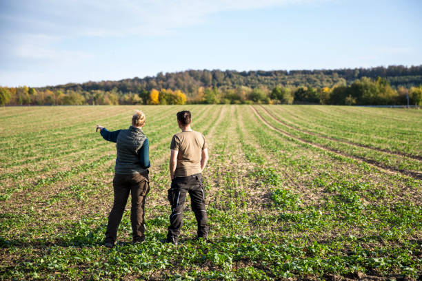 dos agricultores echando un vistazo a las plántulas de colza frente a un campo agrícola - foto de stock