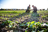 To calculate weeds, two farmers kneels in a rape field and measure with a folding ruler