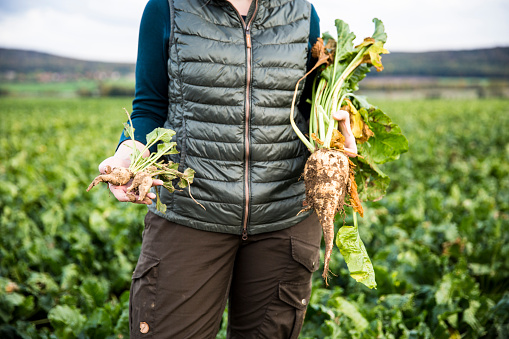 woman, farmer, agricultural field, sugar beets, close up, harvest