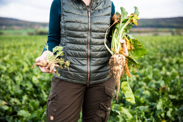 female Farmer hold big and small sugar beets in hands - close up stock photo