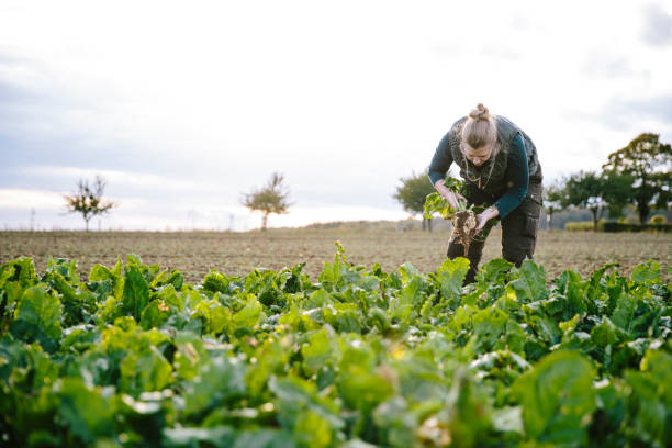 cosecha: la hembra de agricultorse se encuentra en sus campos agrícolas, mira la remolacha azucarera - foto de stock