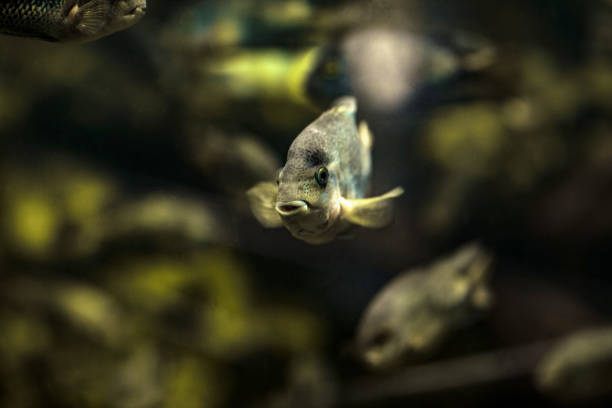 istock Fishes swimming in pond 1181480815