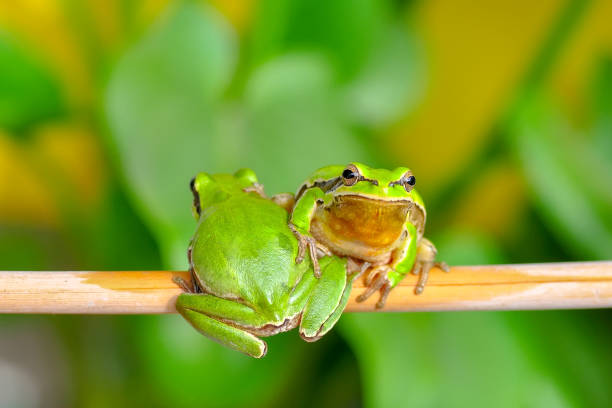 Beautiful Europaean Tree frog Hyla arborea - Stock Image