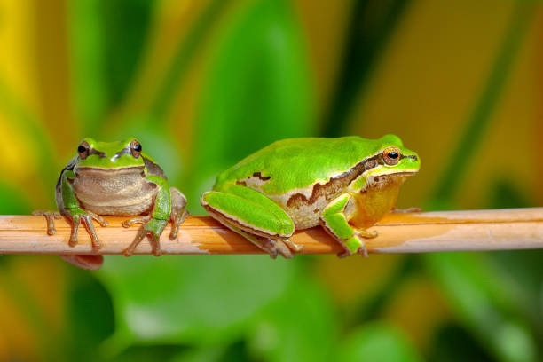 istock Beautiful Europaean Tree frog Hyla arborea 1181481936