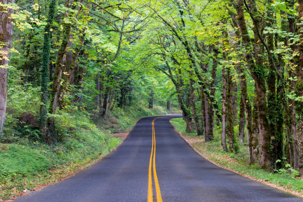 米国オレゴン州の緑豊かな森のコロンビア川風光明媚なバイウェイに沿った道路の長いストレッチ - columbia oregon ストックフォトと画像