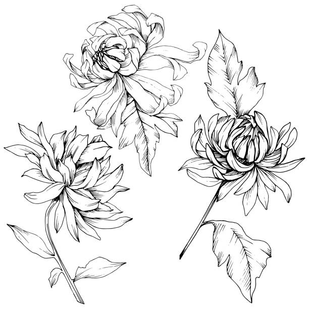 ilustraciones, imágenes clip art, dibujos animados e iconos de stock de flores botánicas florales vector escrante. arte de tinta grabada en blanco y negro. elemento de ilustración de flores aislado. - crisantemo