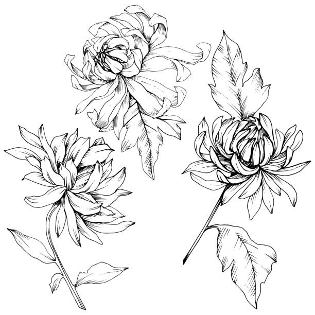 Vector Chrysanthemum floral botanical flowers. Black and white engraved ink art. Isolated flower illustration element. Vector Chrysanthemum floral botanical flowers. Wild spring leaf wildflower isolated. Black and white engraved ink art. Isolated flower illustration element. chrysanthemum stock illustrations
