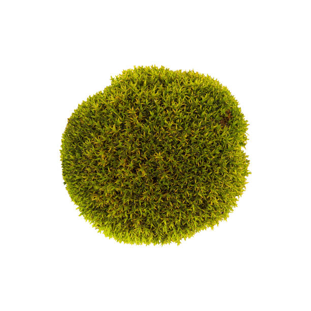 istock Green moss isolated top view. Silvergreen bryum moss 1181483479