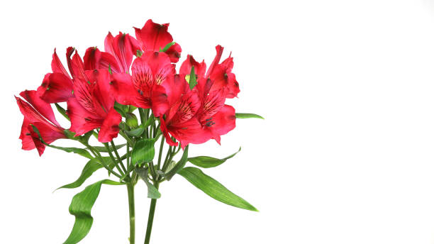 istock alstroemeria in a white background 1181484146