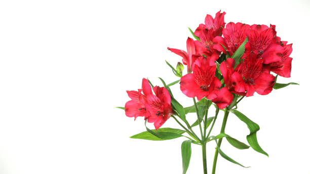 istock alstroemeria in a white background 1181484150