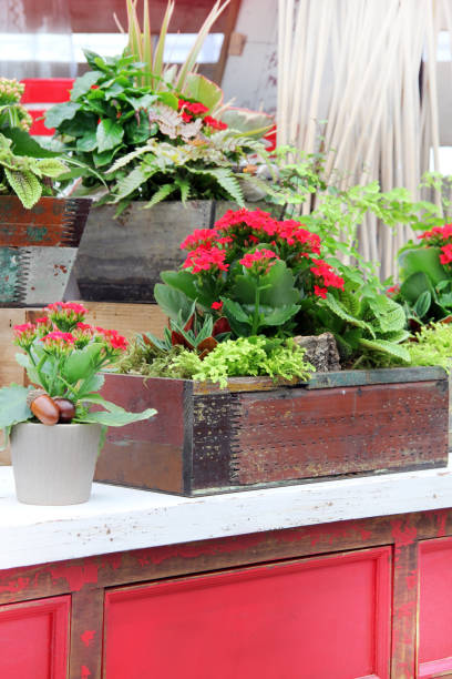 istock Nursery floral display in autumn colors. 1181484201