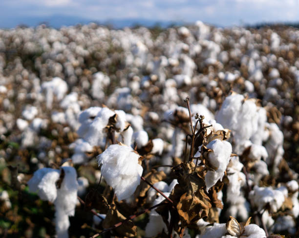 istock Rows of white ripe cotton in field 1181484213