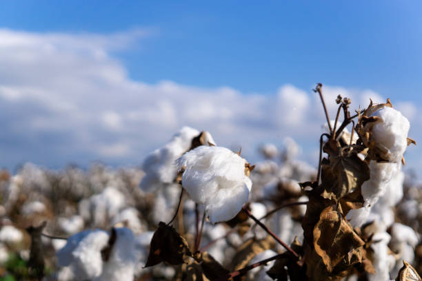 istock Rows of white ripe cotton in field 1181484302